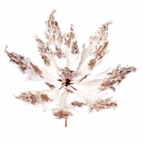 16  X 22  Champagne Velvet Poinsettia Pk