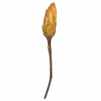 14 Yellow Repens Nat Stem11/Bundle