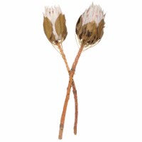 11-13  Blush King Protea Stem 2Pk