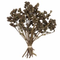 11 X2-4  Conical Gum Branch 20Pc Bunch