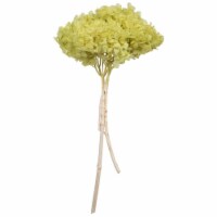 15  Apple Green Hydrangea Stem