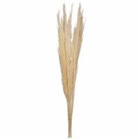 46" Bleached Pampas Grass 6Pk