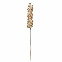 Vickerman H7RSS000 24 in. Sola Rajani Skin Stick Artificial Flowers, Natural - 24 per Bag