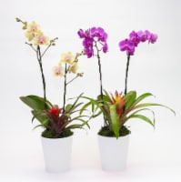 Phalaenopsis Premium Garden Orchids Perspective: Main