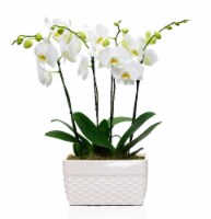 White Orchid Garden in Oblong Pot - White Perspective: Main