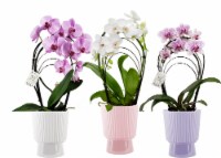 Rainbow Pedestal Potted Orchid Perspective: Main