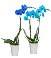 Mystique Orchid - Blue Perspective: Main