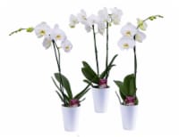 Silver Vase White Orchid in Ceramic Vase - Assorted Perspective: Main