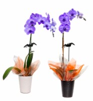 Spooky Mystique Lila Orchid Perspective: Main