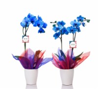 Silver Vase Patriotic Mystique Orchid in Ceramic Pot - Blue Perspective: Main
