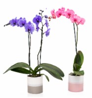 Pink & Lila Mystique Orchid Perspective: Main