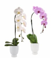 Assorted Swan and Flamingo Orchid