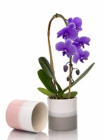 Lila Mystique Cascade Orchid in Ceramic Pot Perspective: Main