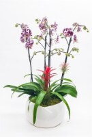 Bella Nature Orchid Perspective: Main