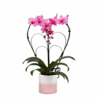 Pink Mystique Heart Orchid Potted Plant Perspective: Main