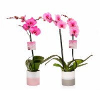 BCA Pink Mystique Orchid Perspective: Main