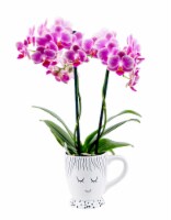 Novelty Expression Orchid in Cup Perspective: Main