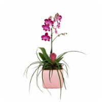 Valencia Teacup Orchid - Pink Perspective: Main