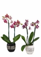 Orchid in Tribal Teacup - Assorted Perspective: Main