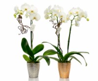 Florist White Orchid in Antique Ceramic Pot - Assorted Perspective: Main