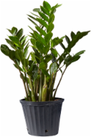 Zanzibar Gem Houseplant Perspective: Main