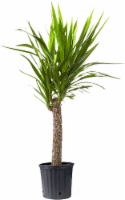 Dracaena Yucca Houseplant Perspective: Main