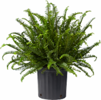 Kimberly Queen Fern Houseplant Perspective: Main