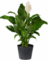 Spathiphyllum Houseplant Perspective: Main