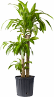Dracaena Massangeana Houseplant Perspective: Main
