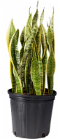 Sansevieria Houseplant Perspective: Main