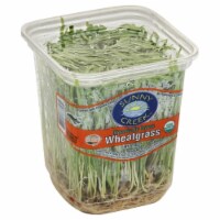 Sunny Creek™ Farm Organic Wheatgrass Sprouts