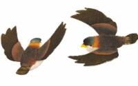 AD Mshrm Mini Chickadee 1.25  2pc