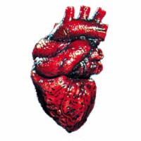 Heart