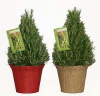 Rosemary Assorted Potted Plant with Pot Cover and Cookbook Perspective: Main