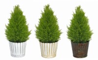 Lemon Cypress in Beautiful Tin Collection - Assorted Perspective: Main