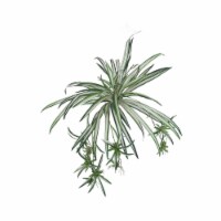 Artificial Silk Spider Plant 100 Fronds - 30  (2 Pieces)