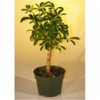 Pre Bonsai Hawaiian Umbrella Bonsai Tree - Arboricola Schefflera Luseanne - Small