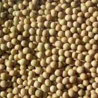 Bulk Peas and Beans Organic Soy Bean - Single Bulk Item - 25LB