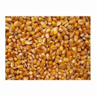 Bulk Grains Organic Yellow Popcorn
