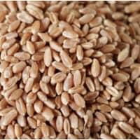 Bulk Grains Organic Winter Wheat Berries Hard Red - Single Bulk Item - 50LB
