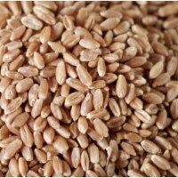 Bulk Grains Organic Winter Wheat Berries Hard Red - Single Bulk Item - 50LB