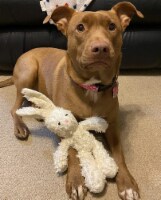 Spunky Pup Organic Cotton Dog Toy | Squeaky Plush | Small Bunny