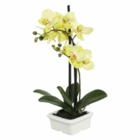 15.5 in. Green Potted Orchid