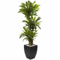 5.5 ft. Corn Stalk Dracaena with Black Wash Planter