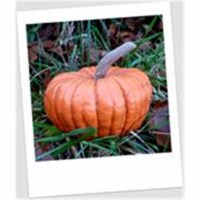 Craft-Tex PUM 5 Long Stem Pumpkin Fall Harvest