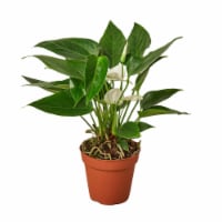 House Plant 4-ANTHURIUM-WHITE White Anthurium Plant in 4 in. Pot