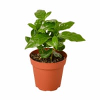 House Plant 4-ARABICA-COFFEE Arabica Coffee Plant in 4 in. Pot