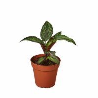 House Plant 4-CALATHEA-BEAUTY.STAR Beauty Star Calathea Plant in 4 in. Pot