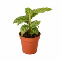 House Plant 4-CALATHEA-FREDDIE Freddie Calathea Concinna Plant in 4 in. Pot