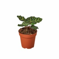 House Plant 4-CALATHEA-MAKOYANA Makoyana Calathea Plant in 4 in. Pot